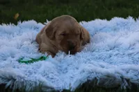PJ green collar ON HOLD, a male Golden Retriever for sale in Thorp, WI – 1 of 5