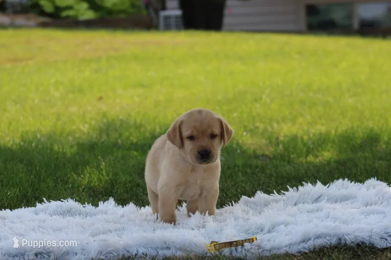 Fella( yellow collar) – Labrador Retriever puppy for sale in Thorp, WI