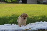 Fella( yellow collar), a female Labrador Retriever for sale in Thorp, WI – 1 of 4
