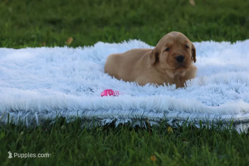Kay neon pink collar – Golden Retriever puppy for sale in Thorp, WI