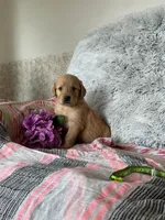 Sugar, a female Golden Retriever for sale in Thorp, WI – 3 of 5