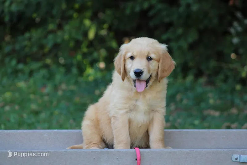 Max (red collar) – Golden Retriever puppy for sale in Thorp, WI