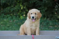 Max (red collar), a female Golden Retriever for sale in Thorp, WI – 1 of 3