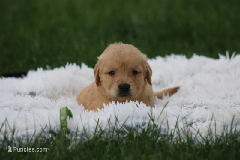 Leo – Golden Retriever puppy for sale in Thorp, WI