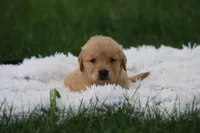 Leo, a male Golden Retriever for sale in Thorp, WI – 1 of 3