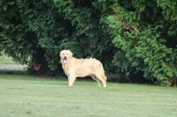 Thor, a male Golden Retriever for sale in Thorp, WI – 3 of 3