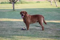 Breeze (ON HOLD), a female Golden Retriever and Labrador Retriever for sale in Thorp, WI – 6 of 7