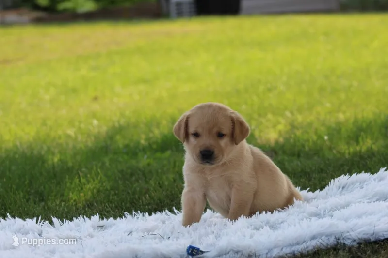 Banjo(blue collar) – Labrador Retriever puppy for sale in Thorp, WI