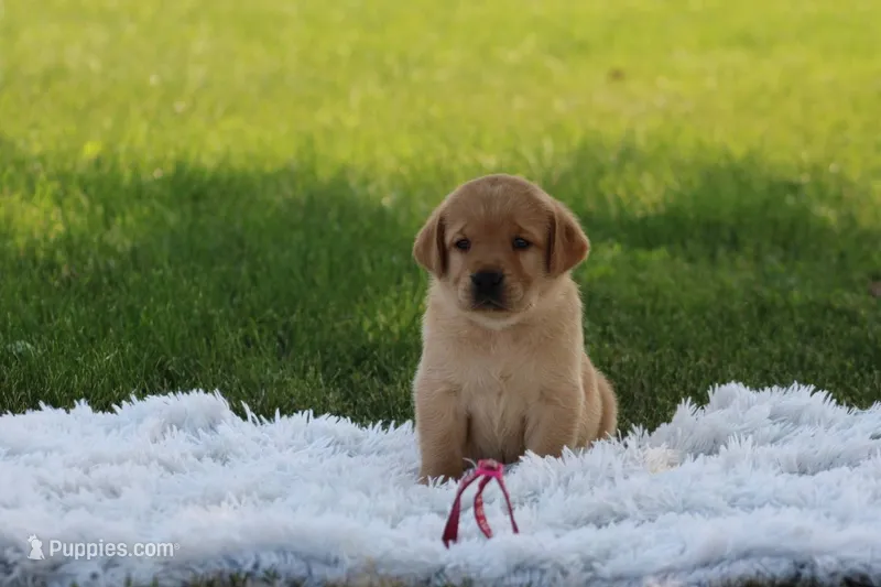 Fawn(neon pink – Labrador Retriever puppy for sale in Thorp, WI