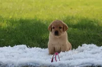 Fawn(neon pink, a female Labrador Retriever for sale in Thorp, WI – 1 of 4