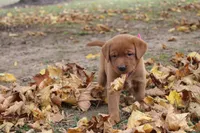 Anji ON NOLD, a female Labrador Retriever for sale in Thorp, WI – 6 of 6