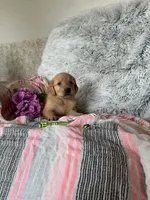 Sugar, a female Golden Retriever for sale in Thorp, WI – 2 of 5