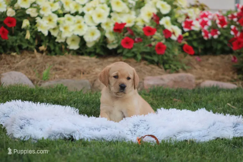 Fern(orange collar) – Labrador Retriever puppy for sale in Thorp, WI