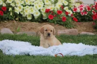 Fern(ON HOLD), a female Labrador Retriever for sale in Thorp, WI – 1 of 5
