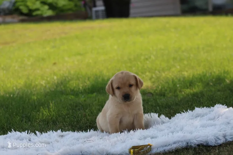 Fella( yellow collar) – Labrador Retriever puppy for sale in Thorp, WI