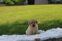 Fella( yellow collar), a female Labrador Retriever for sale in Thorp, WI – 2 of 4