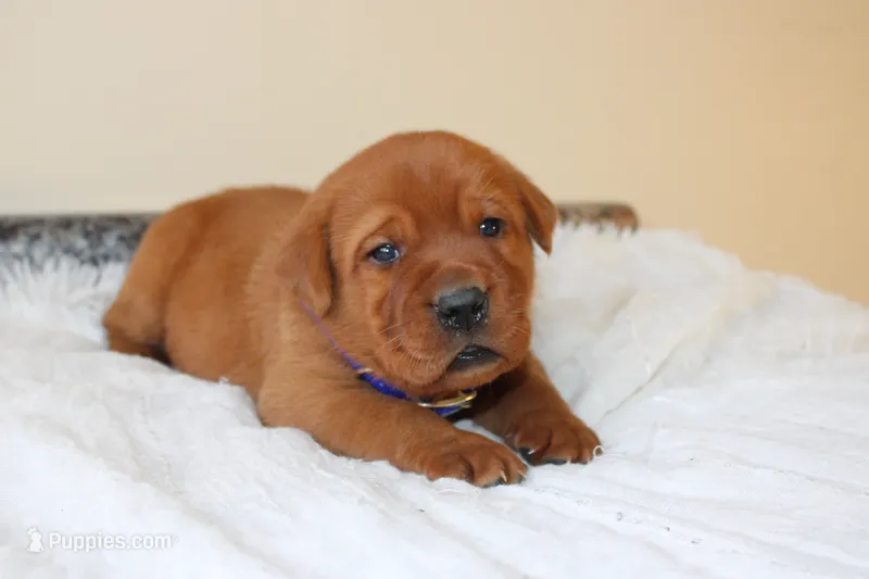 Angel – Labrador Retriever puppy for sale in Thorp, WI