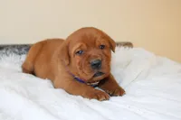 Angel, a female Labrador Retriever for sale in Thorp, WI – 1 of 5
