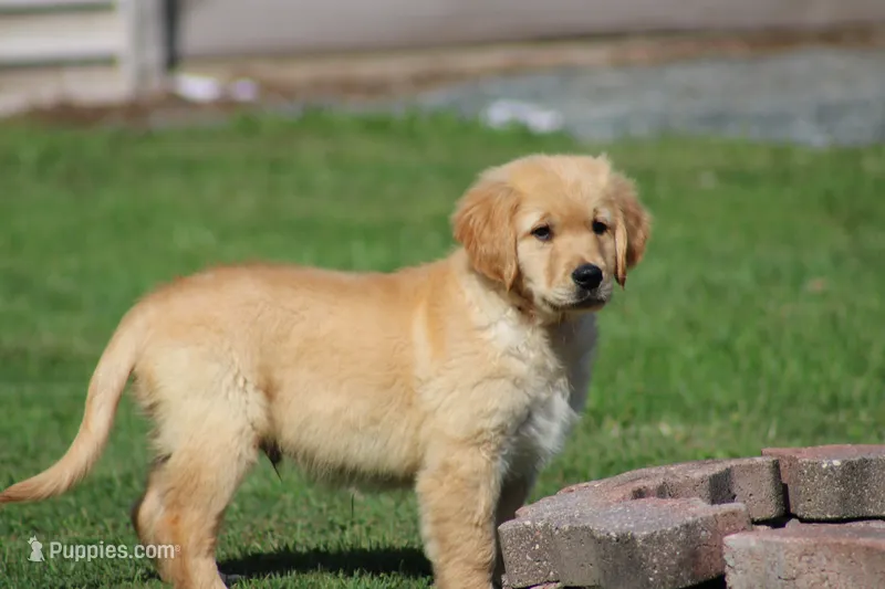 Tucker – Golden Retriever puppy for sale in Thorp, WI
