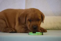 JOEY ON HOLD, a male Labrador Retriever for sale in Thorp, WI – Photo 2 of 5