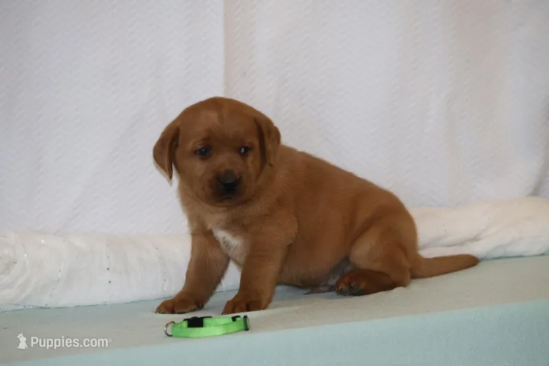 JOEY ON HOLD, a male Labrador Retriever for sale in Thorp, WI – Photo 1 of 5