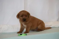 JOEY ON HOLD, a male Labrador Retriever for sale in Thorp, WI – Photo 1 of 5