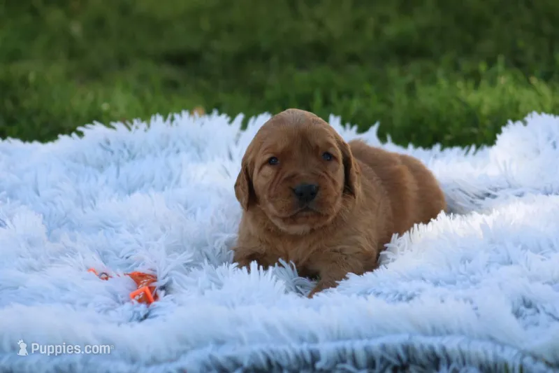 Kate orange collar  – Golden Retriever puppy for sale in Thorp, WI