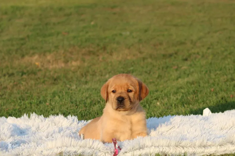Fawn(neon pink – Labrador Retriever puppy for sale in Thorp, WI