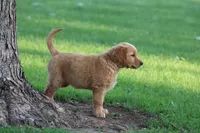 Bess yellow collar RESERVED, a female Golden Retriever for sale in Thorp, WI – 3 of 9
