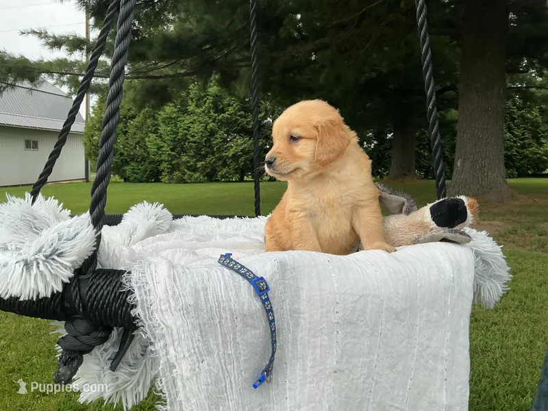 Tebby – Golden Retriever puppy for sale in Thorp, WI