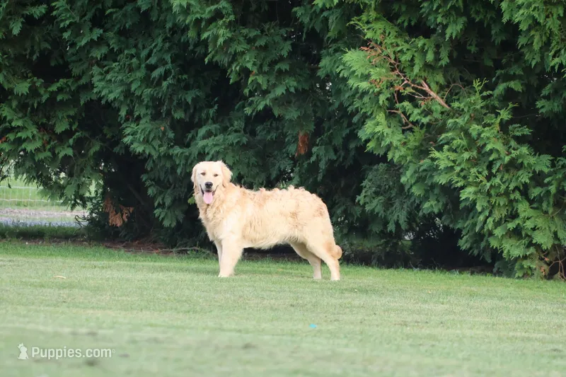 Tina – Golden Retriever puppy for sale in Thorp, WI