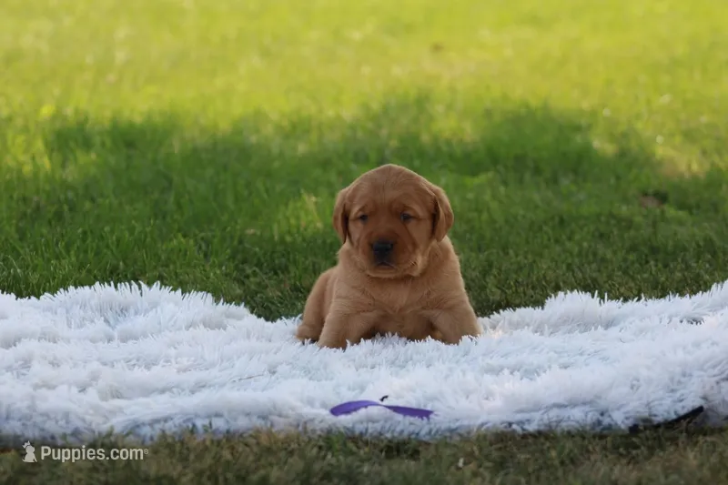 Charlie  – Golden Retriever, Labrador Retriever puppy for sale in Thorp, WI