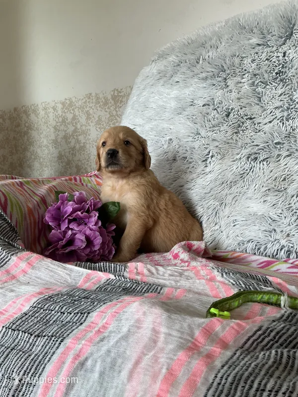 Sugar – Golden Retriever puppy for sale in Thorp, WI