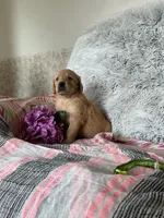Sugar, a female Golden Retriever for sale in Thorp, WI – 1 of 5