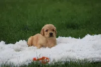 Tucker, a male Golden Retriever for sale in Thorp, WI – 1 of 3