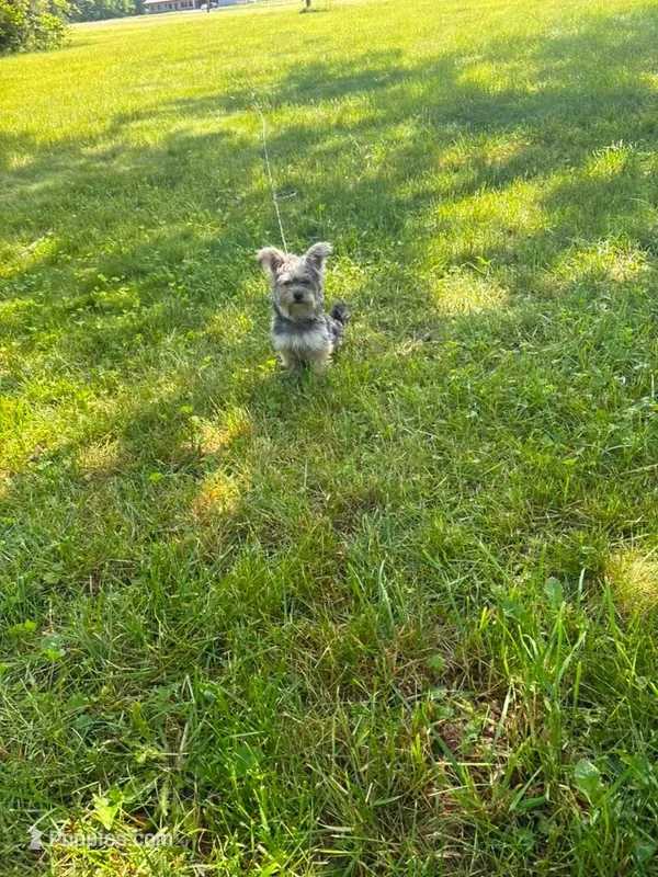 Gucci – Yorkshire Terrier puppy for sale in Adrian, MI