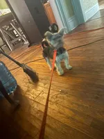 Gucci, a male Yorkshire Terrier for sale in Adrian, MI – 3 of 4