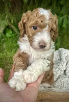 Red, a male Miniature Bernedoodle for sale in Parma, MI – 2 of 4