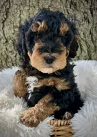Red, a male Miniature Bernedoodle for sale in Parma, MI – 2 of 4