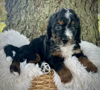 Red, a male Miniature Bernedoodle for sale in Parma, MI – 4 of 5