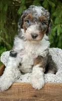 Blue , a male Miniature Bernedoodle for sale in Parma, MI – 3 of 4