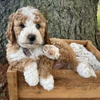 Pink , a female Miniature Bernedoodle for sale in Parma, MI – 4 of 4