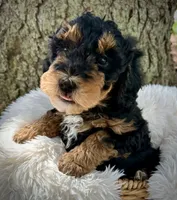 Red, a male Miniature Bernedoodle for sale in Parma, MI – 1 of 4