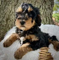 Red, a male Miniature Bernedoodle for sale in Parma, MI – 3 of 4