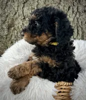 Pink , a female Miniature Bernedoodle for sale in Parma, MI – 3 of 4