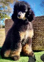 Cleopatra, a female Poodle - Miniature  for sale in Parma, MI – 1 of 1
