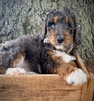 Cooper Stud, a male Miniature Bernedoodle for sale in Parma, MI – 5 of 6