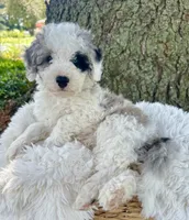 Blue , a female Miniature Bernedoodle for sale in Parma, MI – 5 of 6