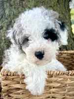 Blue , a female Miniature Bernedoodle for sale in Parma, MI – 6 of 6