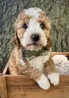 Pink , a female Miniature Bernedoodle for sale in Parma, MI – 3 of 4